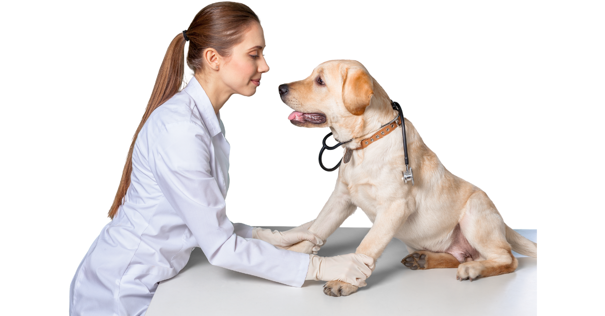 Unexpected Veterinary Bills